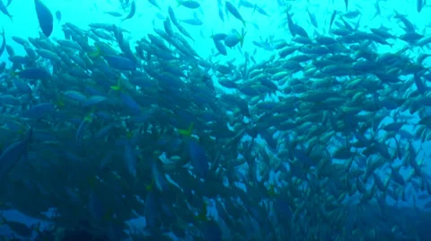 Huge schools of fish from below Video stock 33070062