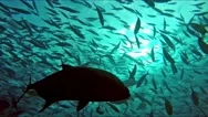Huge Schools Of Fusiliers And Mackerels In The Light-Flooded Ocean 2 Stock Footage