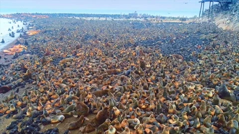 Huge sea lion colony on a Namibia beach Stock Footage 337036342