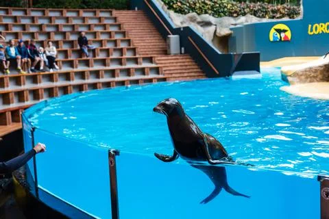 Huge sea lion in Loro park on Tenerife sitting by the pool Stock Photos
