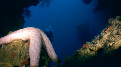 Huge sea star with diver in the background Stock Footage 6929902