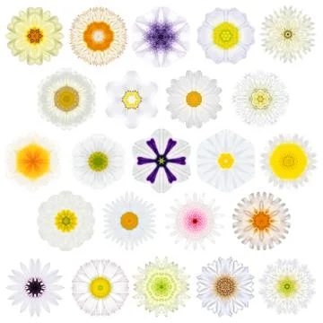 Huge Selection of Various Concentric Mandala Flowers Isolated on White Stock-Fotos