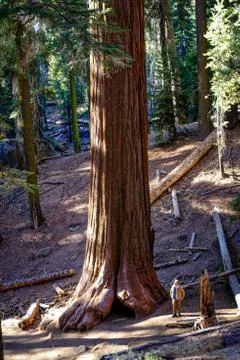 Huge Sequia tree in the Sequia National Park, California Stock Photos