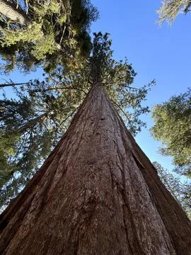 Huge sequoia tree stands alone against the background of a blue tree, bottom Stock Photos