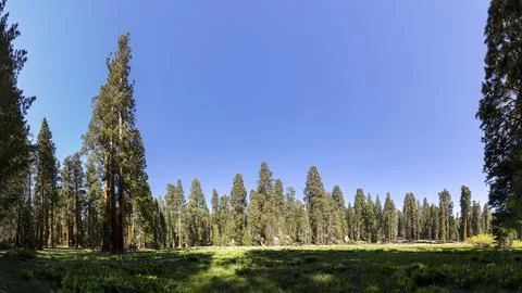 Huge sequoia trees at the place called meadow in Sequoia tree national park Stock Photos