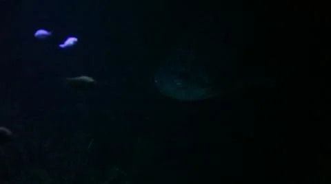 Huge shark out of the dark Stock Footage 8947103
