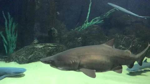 Huge shark, surrounded by lots of different types of sharks and fishes. Stock Footage 106277038