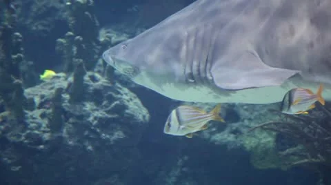 Huge shark swimming by 스톡 동영상 8947079