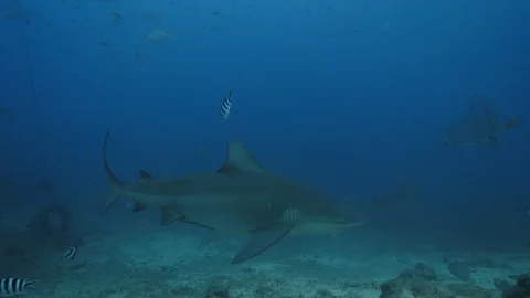 Huge sharks in blue deep ocean, underwater background Stock Footage 96242872