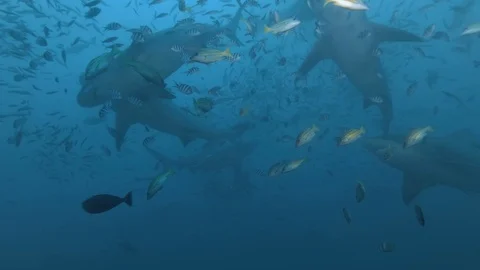 Huge Sharks in deep ocean on blue watet | Stock Video | Pond5