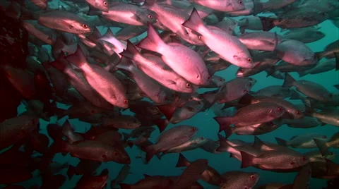 Huge shoal of fish 動画素材 42890891