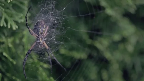 Huge Silver Face spider in web swaying in breeze on shrub Video stock 82326631