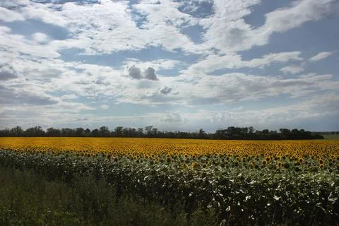 A huge sky of clouds over an endless field of yellow blooming sunflowers Stock Photos