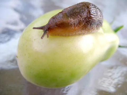 Huge Slug Stock Photos