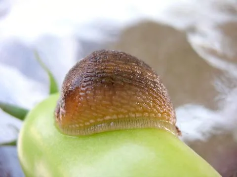 Huge Slug Stock Photos