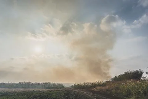 Huge smoke cloud of burning corn field.Burning corn field after the harvest Stock Photos