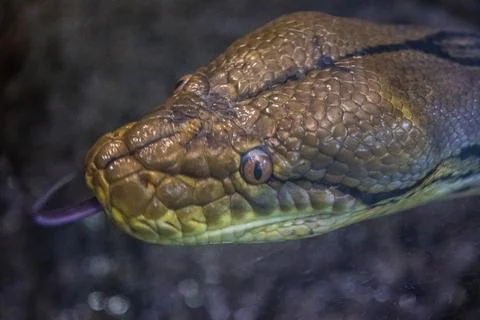 Huge snake posing peacefully inside a zoo Stock Photos