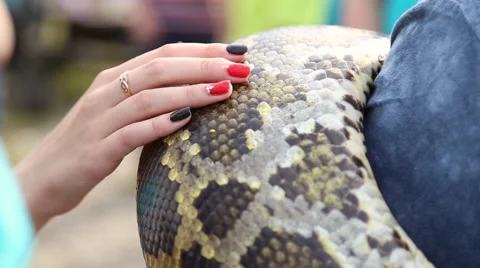 Huge snake Python around the shoulders of man 動画素材 63789547