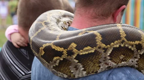 Huge snake Python around the shoulders of man 動画素材 63790203
