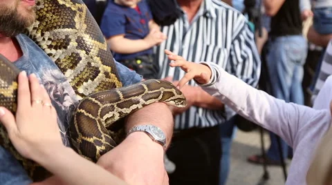 Huge snake Python at the hands of man Stock Footage 63789700