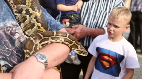 Huge snake Python at the hands of man Stock Footage 63789772