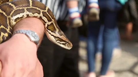 Huge snake Python at the hands of man Stock Footage 63789812