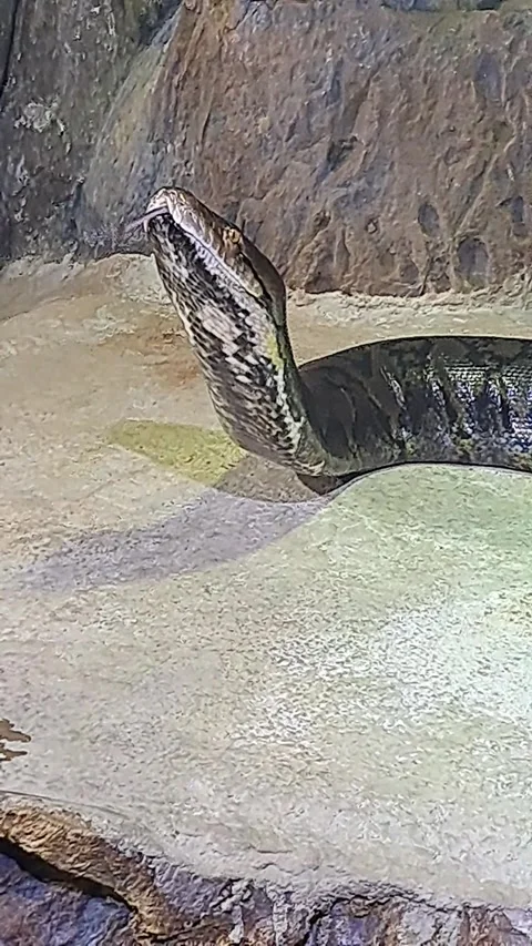 Huge Snake Short Video Video stock 253559109