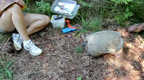 A HUGE Snapping Turtle is Studied and Measured by Researchers. Stock Footage 11869204