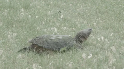 Huge snapping turtle walking Stock Footage 42823448