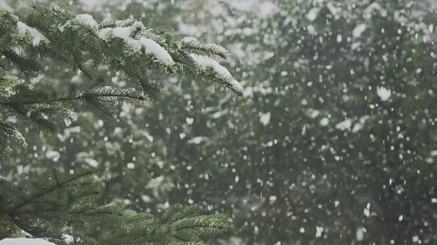 Huge snowflakes are falling on the green pine tree. Stock Footage 241932757
