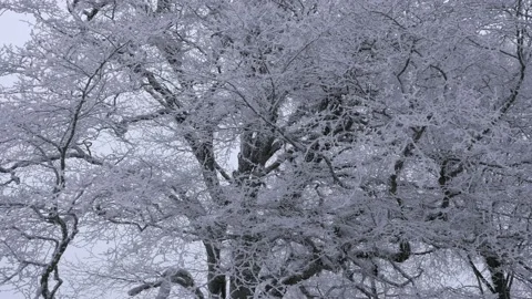 Huge snowy tree in forest in winter 스톡 동영상 170014560