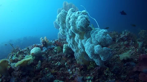 Huge soft coral tree next to gorgonian fan Stock Footage 112480775