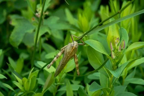 Huge Spanish grasshopper closeup on the bush Stock Photos