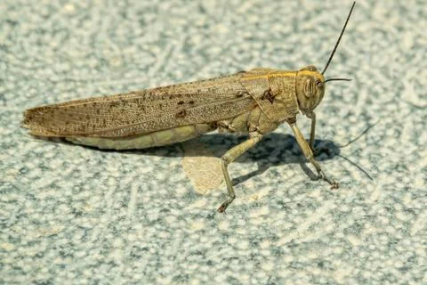 The Huge Spanish grasshopper closeup gray background1 Stock Photos