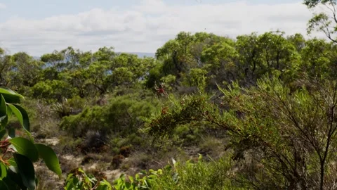 Huge Spider Blowing in the wind Stock Footage 305523098