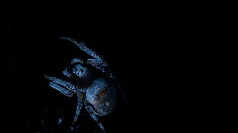 Huge spider chewing Stock Footage 100457810
