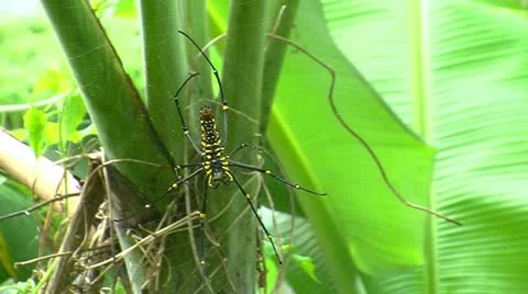 Huge spider climbing in web Stock Footage 10879500