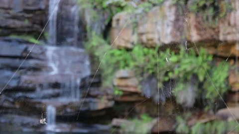 Huge spider in front trickling waterfall in Adcock gorge Stock Footage 71187828