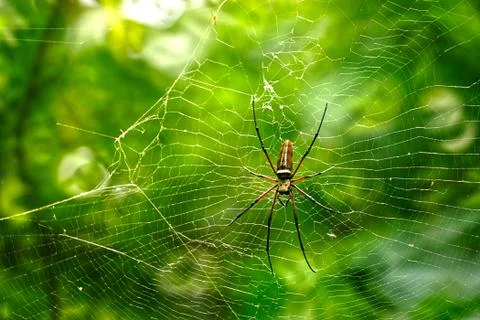 A huge spider on it's web. Stock Photos