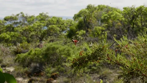Huge Spider moving on web Stock Footage 305523959