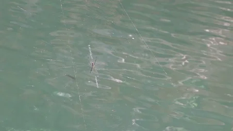 Huge spider in net in front of water pool Stock Footage 71187345