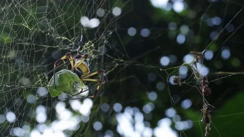 Huge spider preparing its meal Stock-Footage 79770387