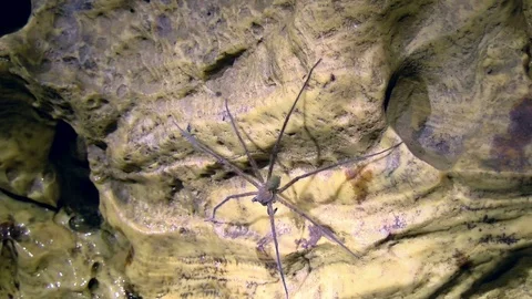 Huge spider resting on the wall of a cave in the Caribbean Stock Footage 91194021
