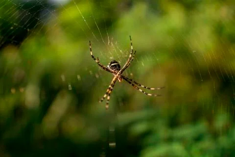 Huge spider on spider web Stock Photos