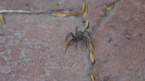Huge spider walking 動画素材 139020586