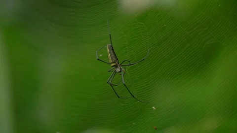 Huge Spider On Web Crawling Insect 4K Nature Asian Vídeos de archivo 347922931