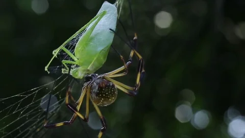 Huge spider wrapping up its prey and moving it away Video stock 79769626