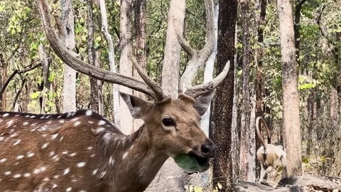 A huge spotted deer having a leaf in Pench national park Stock Footage 331937060