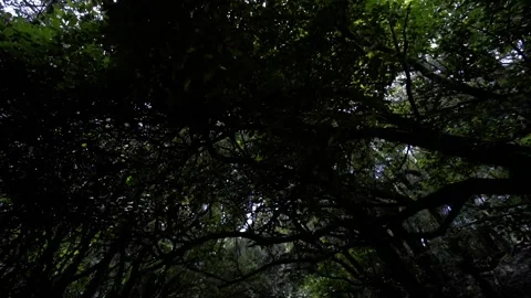 Huge sprawling trees hang over the forest road. Old forest. Stock Footage 229968721