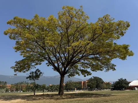 Huge spreading tree in open park under clear blue sky, peaceful urban natur.. Stock Photos
